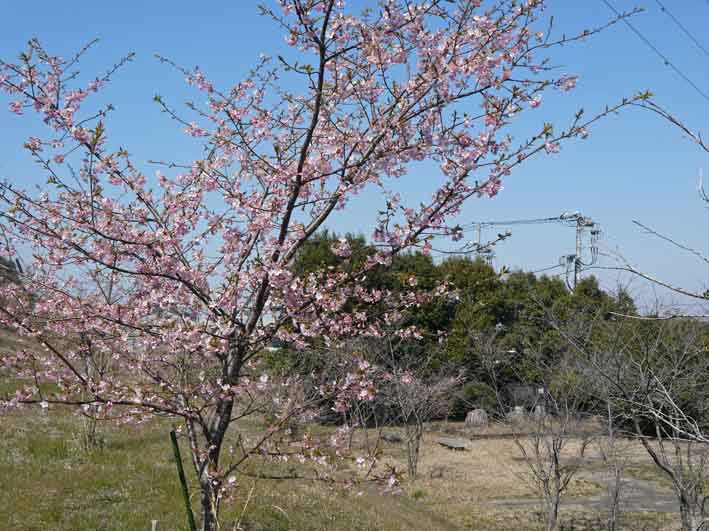 野口初太郎翁頌徳碑の建立地の河津桜が満開3・3_c0014967_15173114.jpg