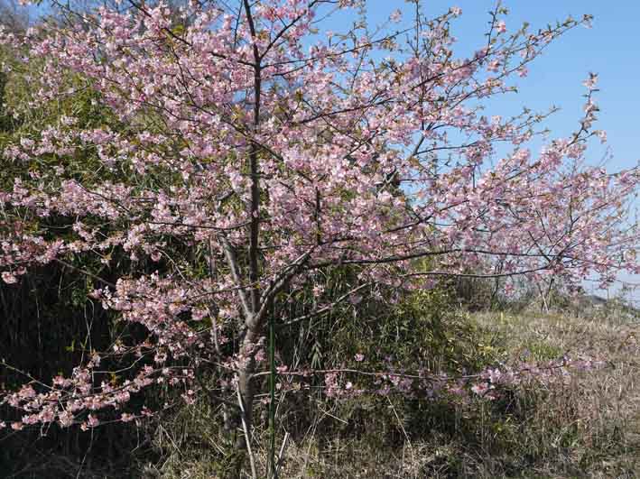 野口初太郎翁頌徳碑の建立地の河津桜が満開3・3_c0014967_15174839.jpg