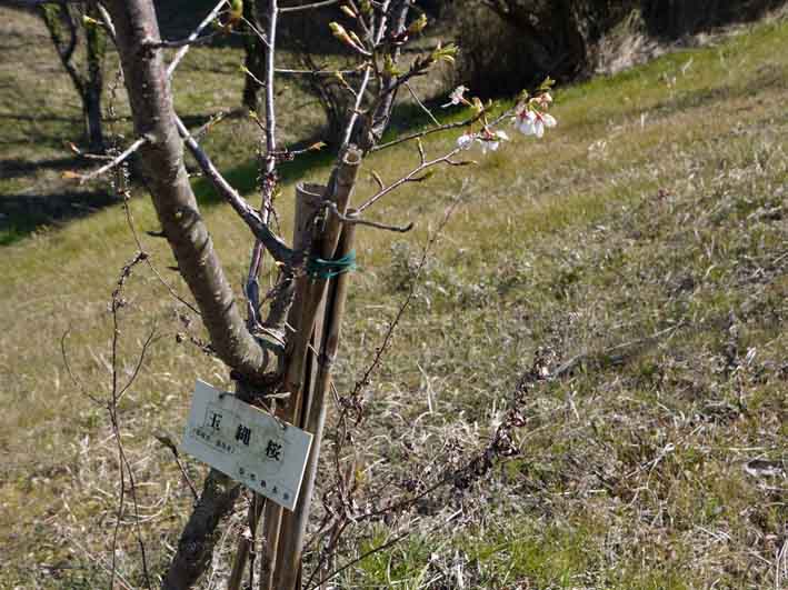 野口初太郎翁頌徳碑の建立地の河津桜が満開3・3_c0014967_15181819.jpg