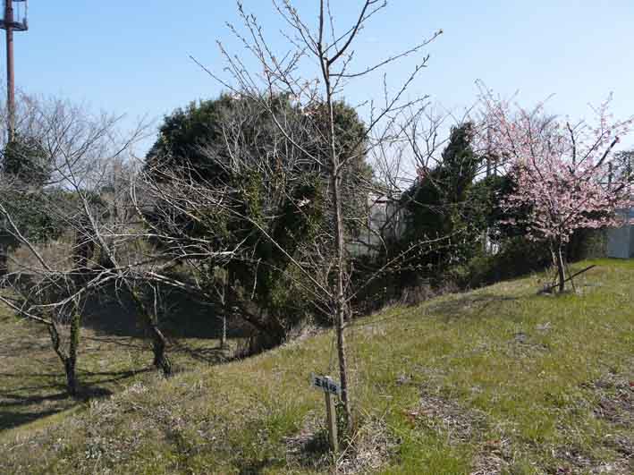 野口初太郎翁頌徳碑の建立地の河津桜が満開3・3_c0014967_15183039.jpg