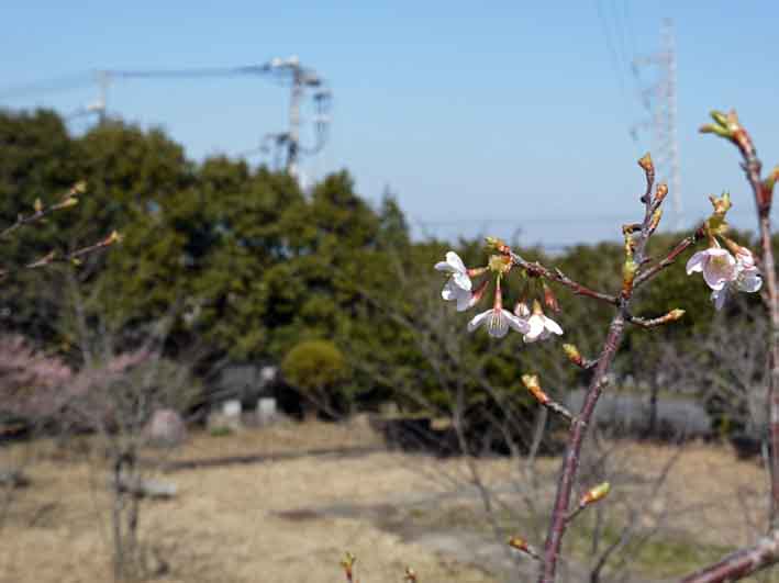 野口初太郎翁頌徳碑の建立地の河津桜が満開3・3_c0014967_1518723.jpg