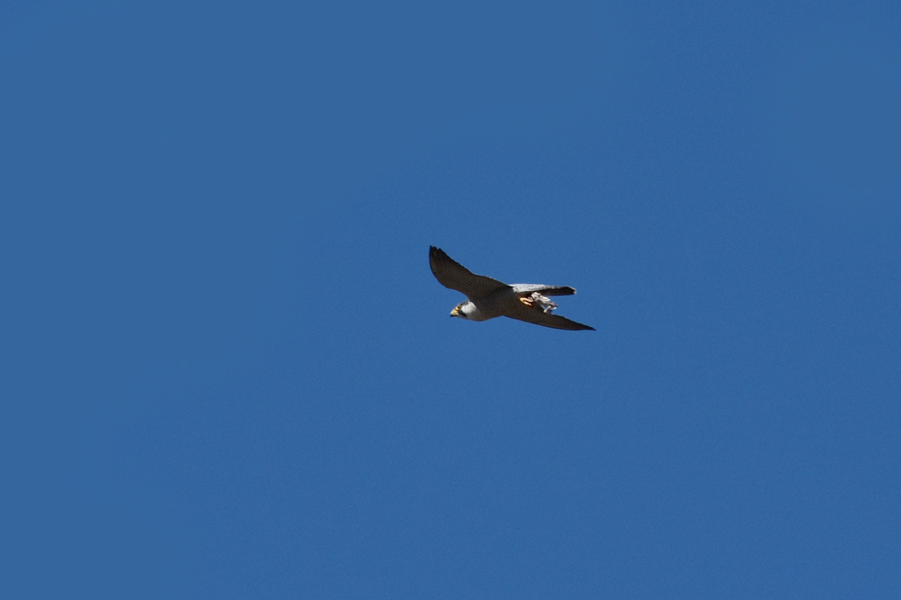 紺碧の空を舞うハヤブサ_f0053272_915127.jpg