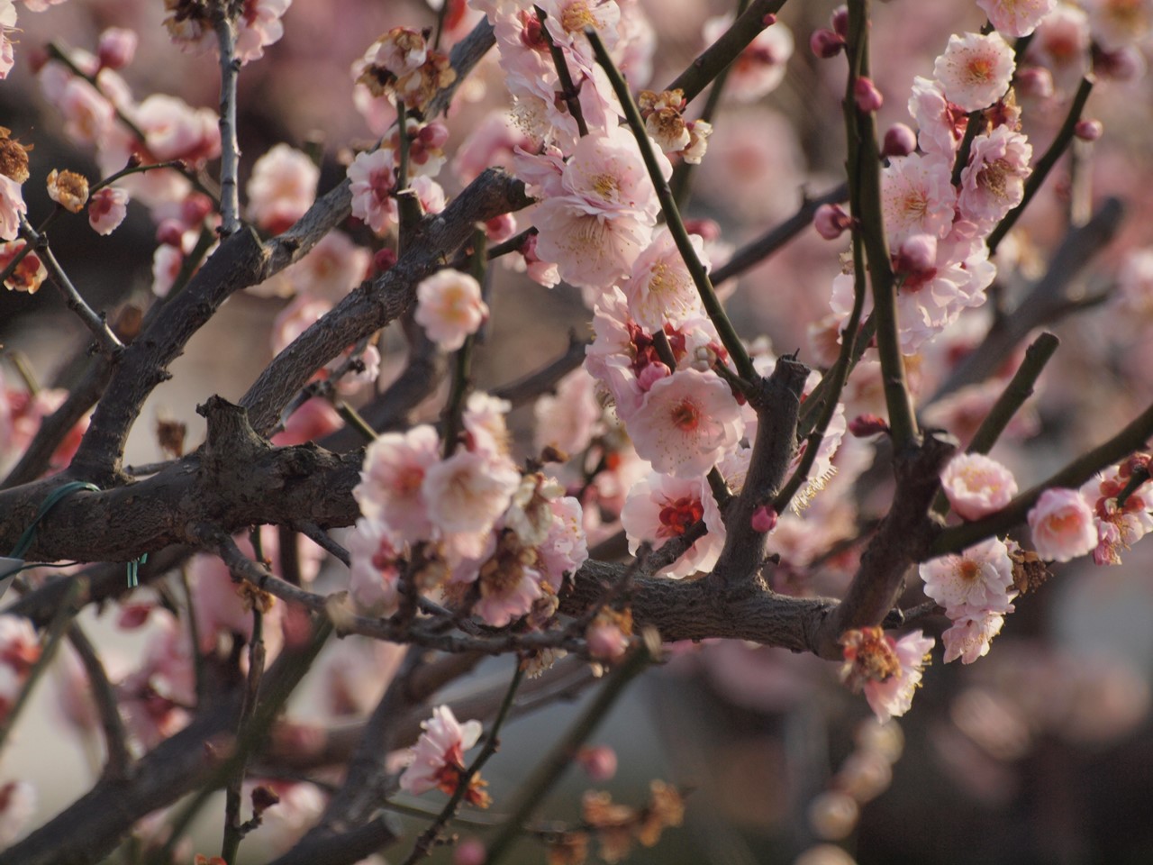 『安八百梅園へ行って来ました・・・・・』_d0054276_20133072.jpg