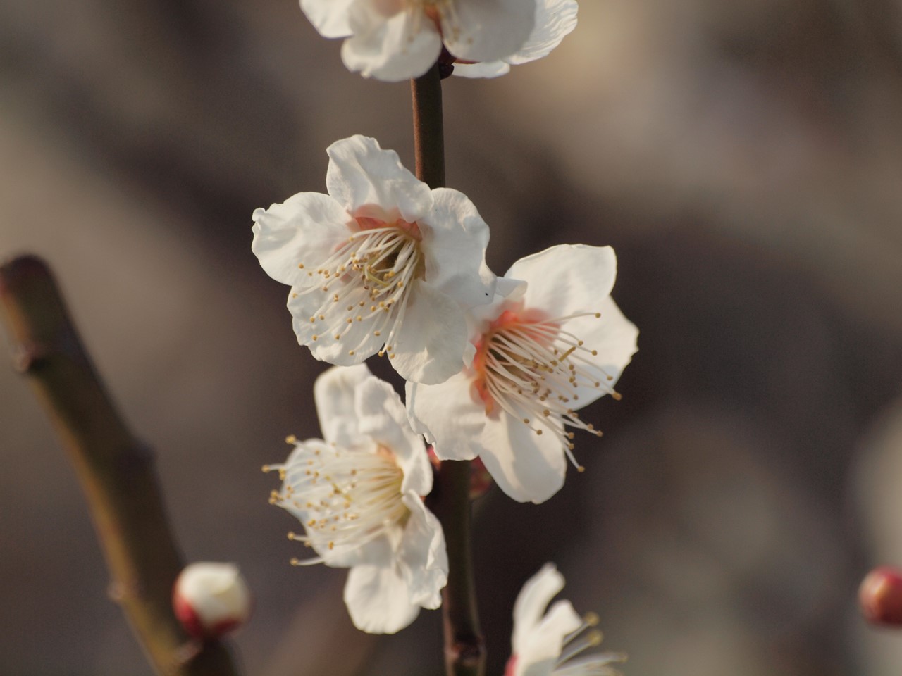 『安八百梅園へ行って来ました・・・・・』_d0054276_20144956.jpg