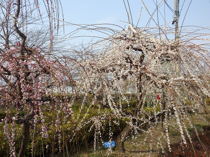 『安八百梅園へ行って来ました・・・・・』_d0054276_2016281.jpg