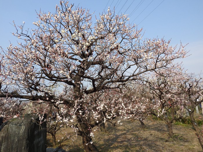 『安八百梅園へ行って来ました・・・・・』_d0054276_201891.jpg