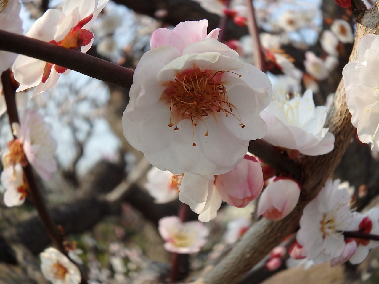 『安八百梅園へ行って来ました・・・・・』_d0054276_20202031.jpg