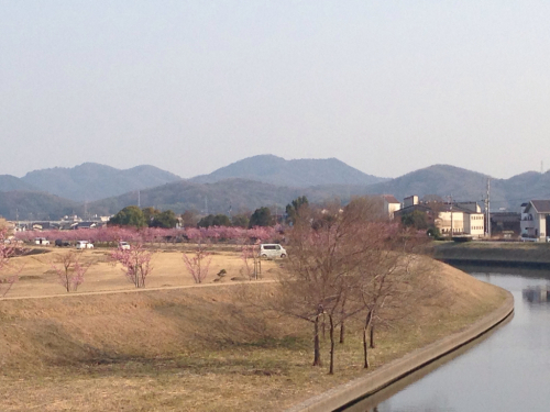 倉敷川の河津桜_c0139090_20453527.jpg