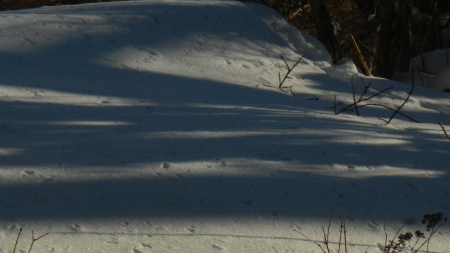 雪に出来る陰影の楽しみ_e0120896_07154216.jpg