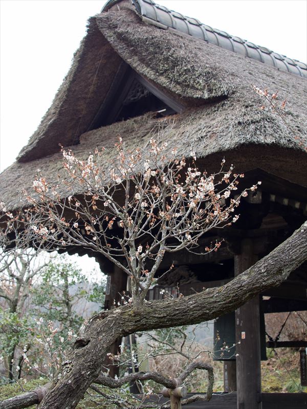 東慶寺 2016/03/06_a0114003_1230371.jpg