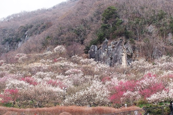 湯河原梅林へ_a0213011_803465.jpg