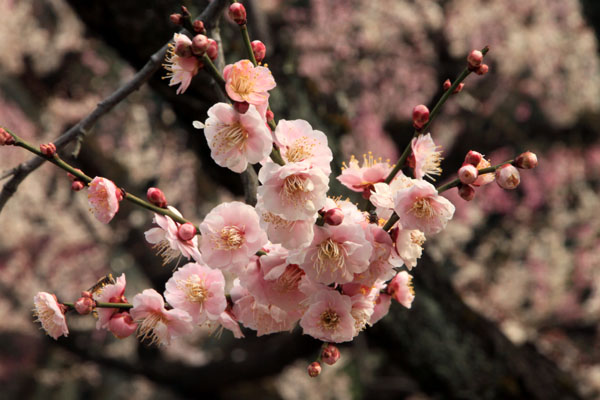 二条城 梅園満開_e0048413_16551570.jpg