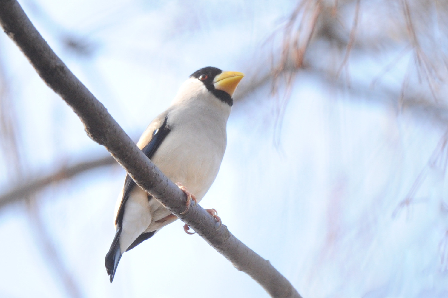 今日のその他の鳥_f0133213_22284893.jpg