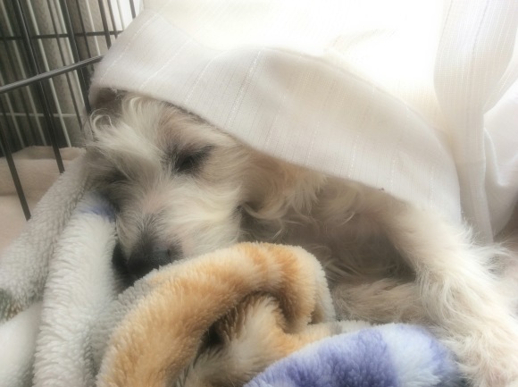 b0188228_16062801.jpeg