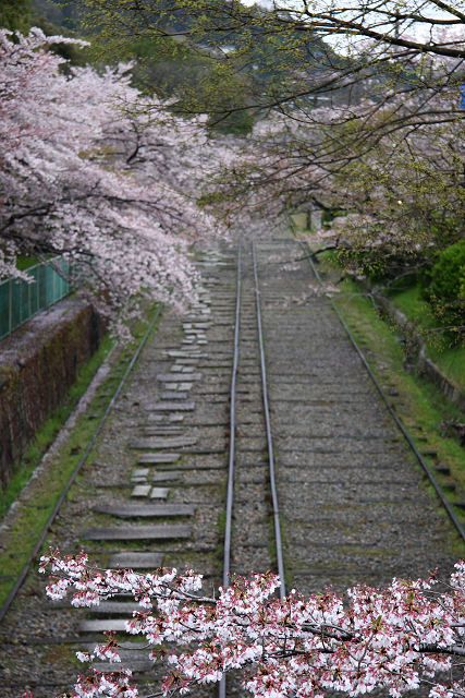 桜の南禅寺・哲学の路 －散り桜のインクライン・南禅寺－ _b0169330_1713585.jpg