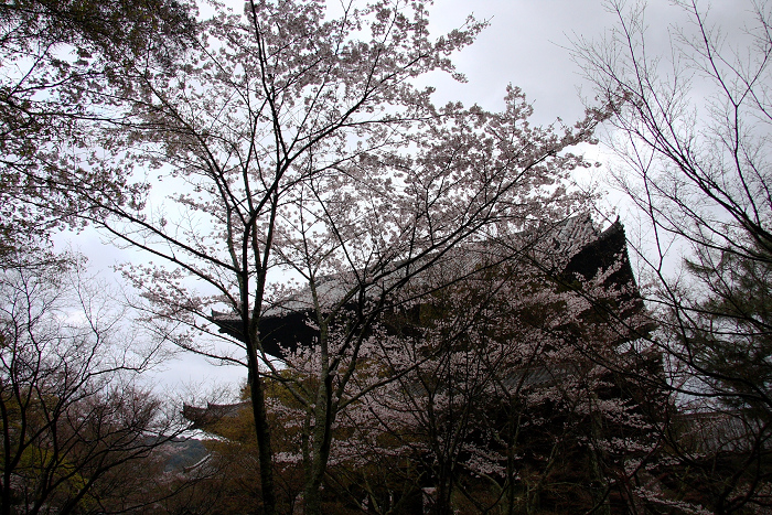 桜の南禅寺・哲学の路 －散り桜のインクライン・南禅寺－ _b0169330_1801559.jpg