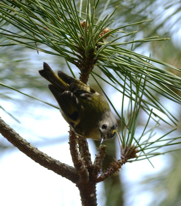 Goldcrest_f0350530_901557.jpg