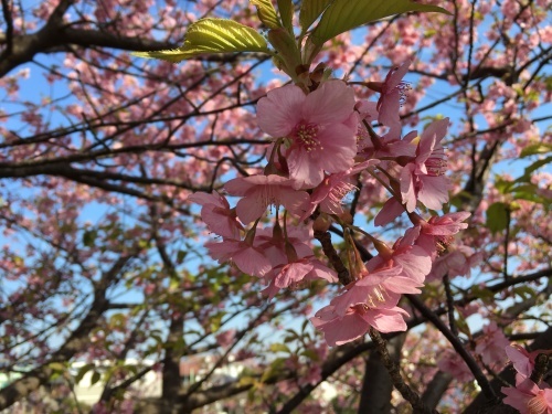 三浦海岸桜まつり_b0113232_18511539.jpg