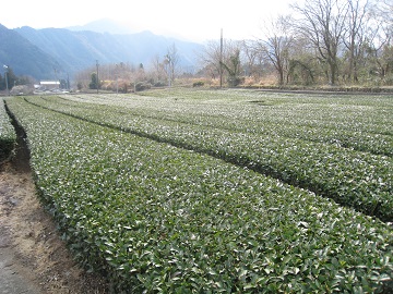 伊勢の槍ケ岳　三重県松阪市　局ケ岳（１０２９ｍ）_c0077338_10344261.jpg