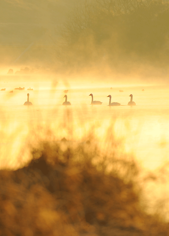 d0290240_16553083.gif