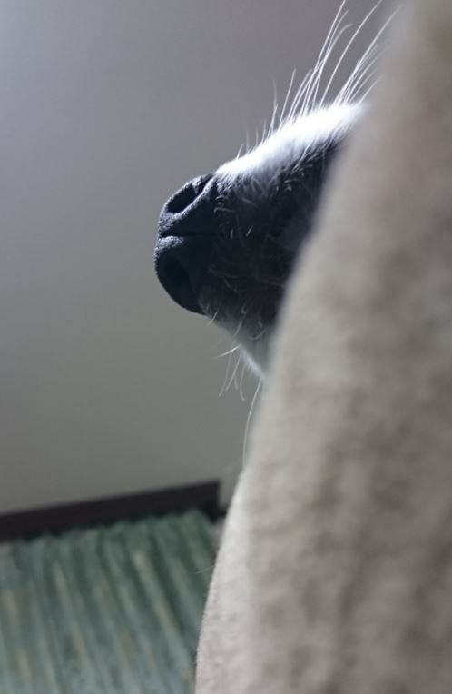 c0147241_14314733.jpg