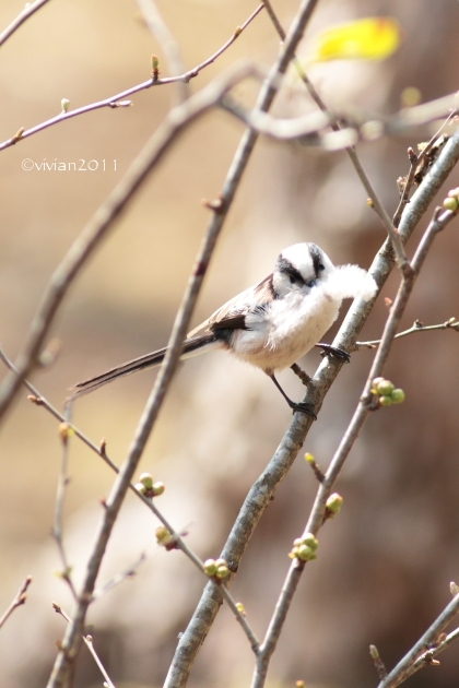 栃木県中央公園　～野鳥に癒されに～_e0227942_21524922.jpg