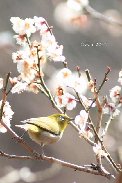 栃木県中央公園 ~野鳥に癒されに~_e0227942_21565169.jpg