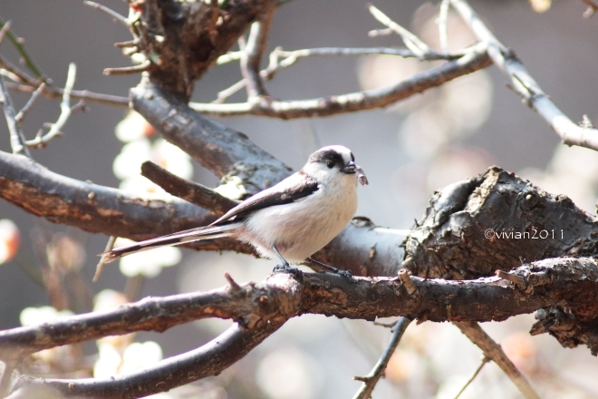 栃木県中央公園 ~野鳥に癒されに~_e0227942_21574494.jpg