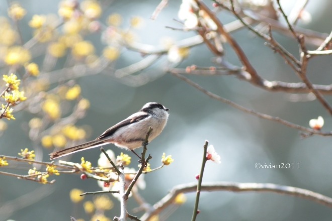 栃木県中央公園 ~野鳥に癒されに~_e0227942_21585957.jpg