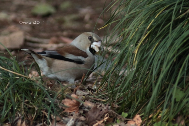 栃木県中央公園 ~野鳥に癒されに~_e0227942_21594544.jpg