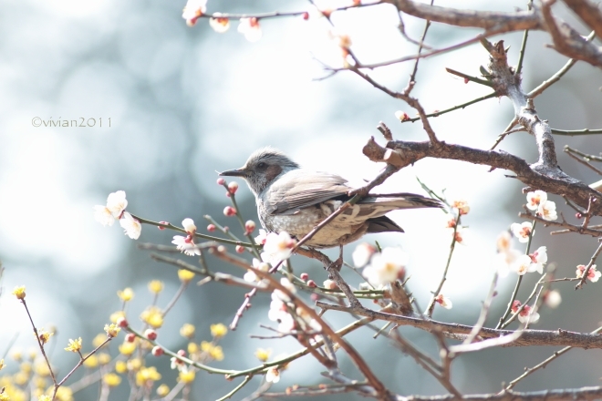 栃木県中央公園　～野鳥に癒されに～_e0227942_22005783.jpg