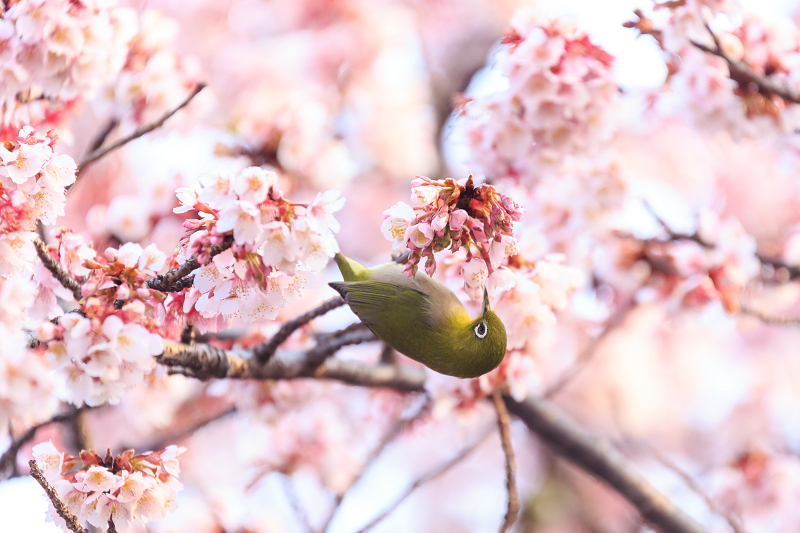 桃山駅の寒桜_f0155048_2110328.jpg