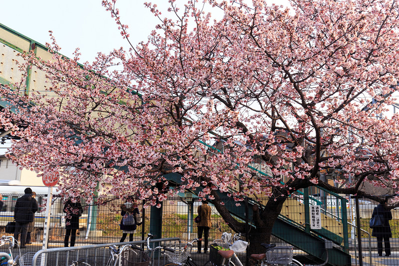 桃山駅の寒桜_f0155048_2132746.jpg