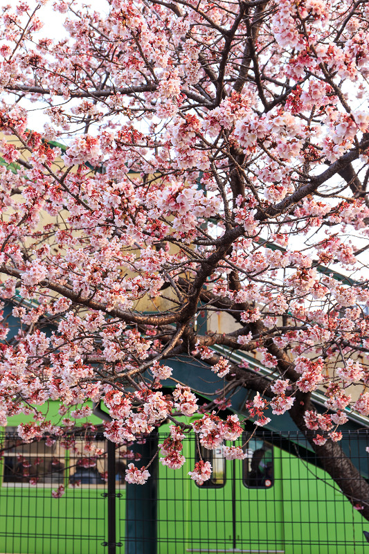 桃山駅の寒桜_f0155048_2183130.jpg