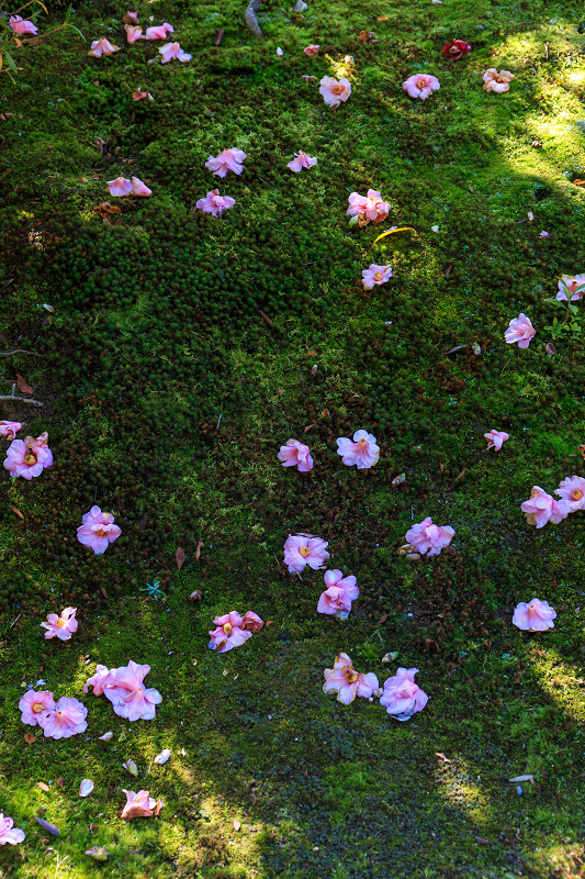 苔に咲く（等持院・有楽椿）_f0155048_22443424.jpg