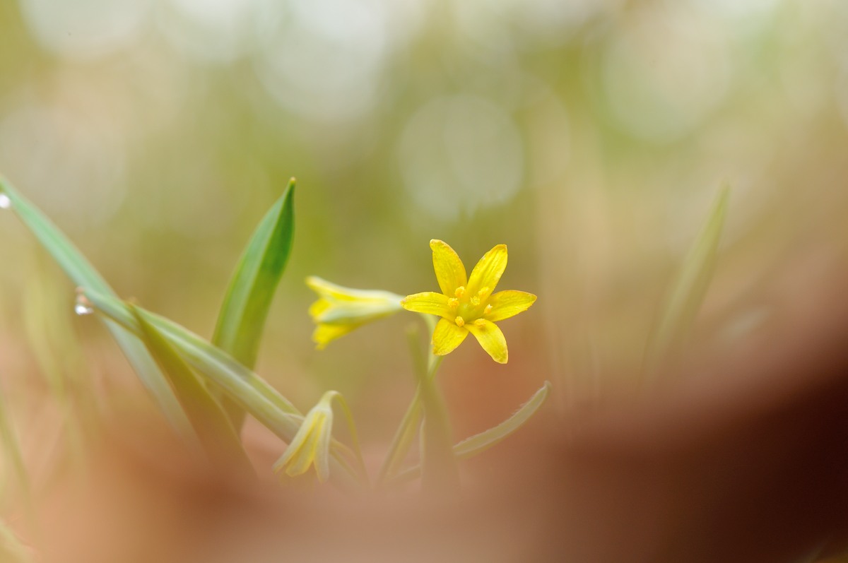 キバナアマナ（黄花甘菜）♪_f0224648_1241380.jpg