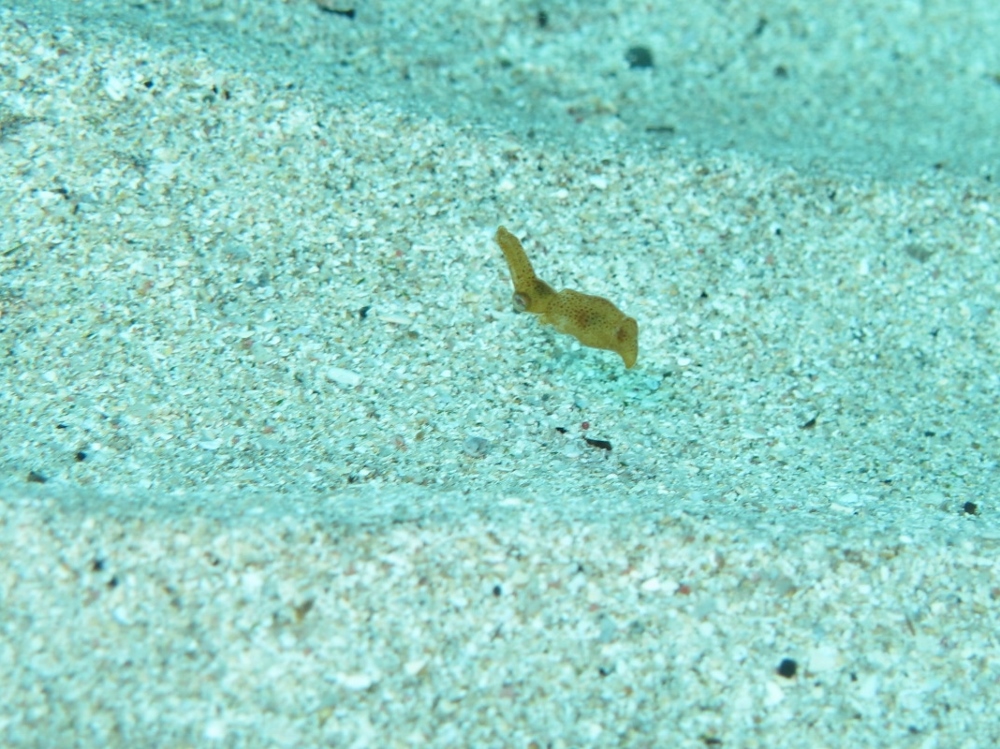 d0058549_17305681.jpg