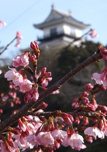 No.3601 掛川桜を見に行く・・・_e0164951_13421184.jpg