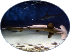 a0280653_12292669.png
