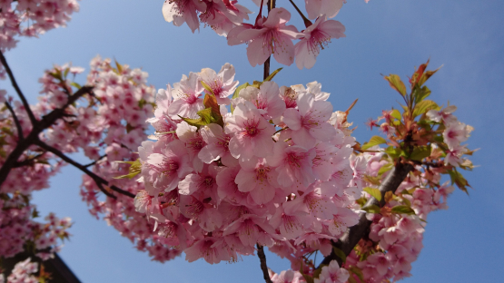 「河津桜とブランチ」2016.3.6_d0347253_13520900.jpg