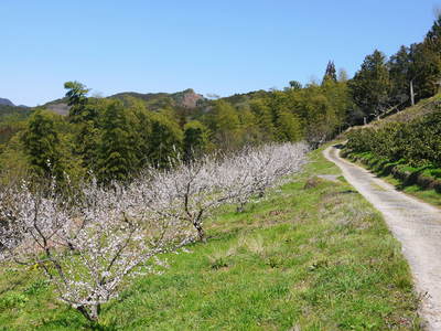 山あいの南高梅 満開の花!しっかり手をかけ元気な花を咲かせました!!_a0254656_1838212.jpg