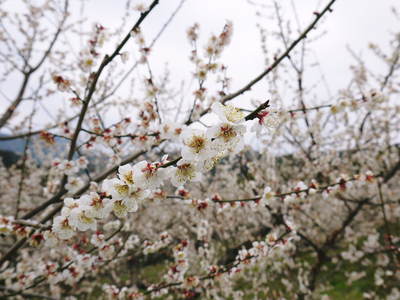 山あいの南高梅 満開の花!しっかり手をかけ元気な花を咲かせました!!_a0254656_18483755.jpg