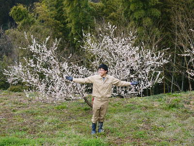 山あいの南高梅 満開の花!しっかり手をかけ元気な花を咲かせました!!_a0254656_19353585.jpg