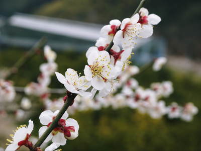 山あいの南高梅 満開の花!しっかり手をかけ元気な花を咲かせました!!_a0254656_20111979.jpg