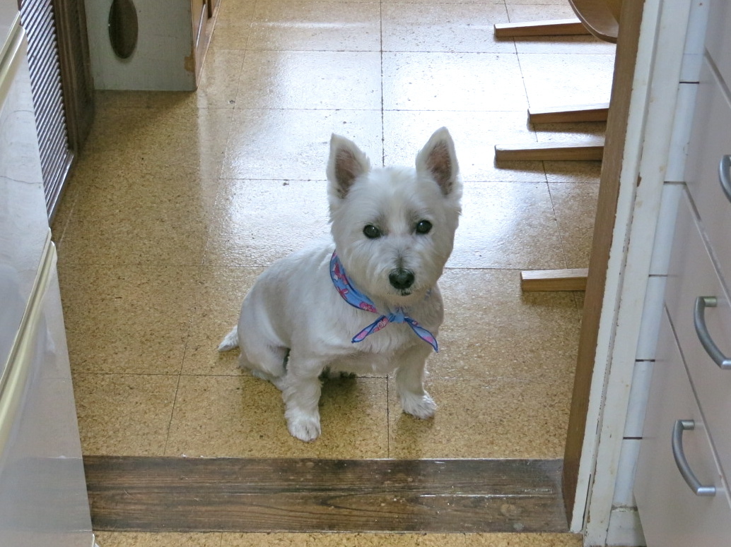 「ウエスティー」ときどき「見知らぬシロ犬」_c0260460_08184611.jpg