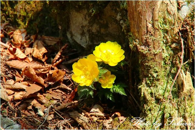 仰烏帽子山、福寿草満開！！_d0102968_6221192.jpg