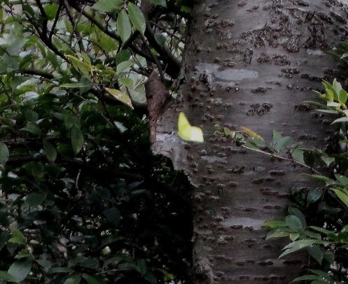 b0320769_15310712.jpg