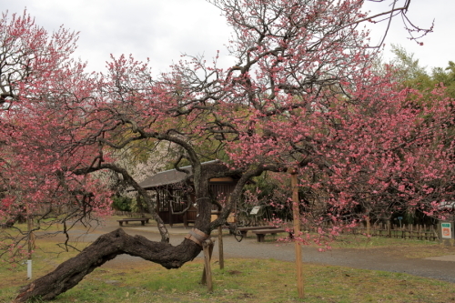 c0210275_16354751.jpg