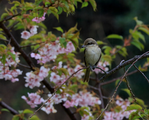 シマアカモズ_b0227680_2211322.jpg