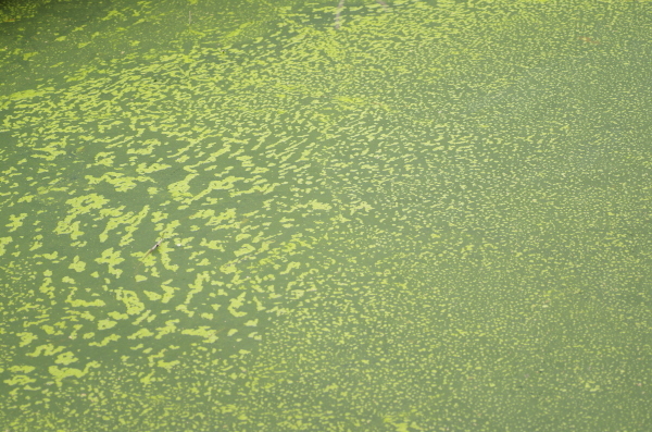 c0324382_21440569.jpg